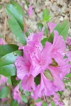 2020 Weekly Planner Floral Springtime Beauty 134 Pages: 2020 Planners Calendars Organizers Datebooks Appointment Books Agendas