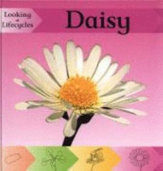 Hardcover Looking at Lifecycles: Daisy Book