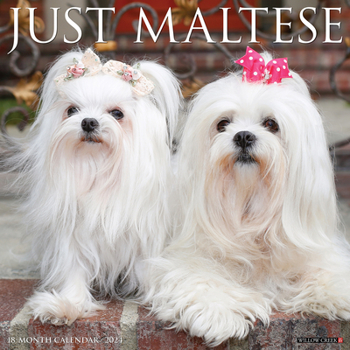 Calendar Just Maltese 2024 12 X 12 Wall Calendar Book