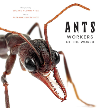 Hardcover Ants: Workers of the World Book