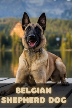Belgian Shepherd Dog: Complete breed guide