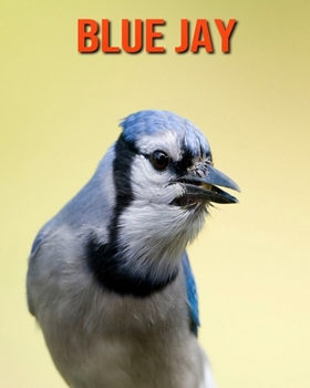 Blue Jay: Amazing Facts about Blue Jay
