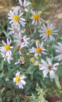 Hardcover Morning Daisies Sketchbook Book
