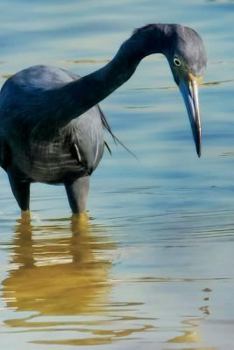 Paperback Little Blue Heron Bird Journal: 150 page lined notebook/diary Book