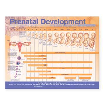 Wall Chart Prenatal Development Anatomical Chart Book