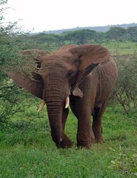 Paperback Elephant Notebook: 8.5 X 11 202 College Ruled Pages Book