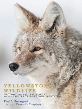 Paperback Yellowstone Wildlife: Ecology and Natural History of the Greater Yellowstone Ecosystem Book