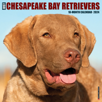 Calendar Just Chesapeake Bay Retrievers 2024 12 X 12 Wall Calendar Book