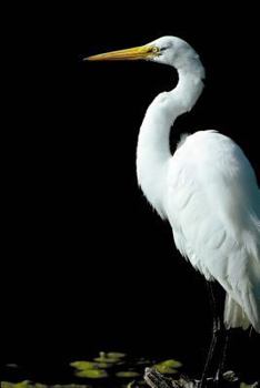 Paperback Great Egret Notebook Book