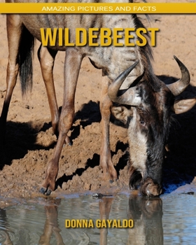 Wildebeest: Amazing Pictures and Facts