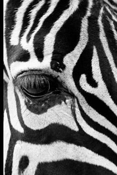 Paperback Wild Zebra Graph Paper Notebook 200 Pages 8 1/2 x 11 Inches Book