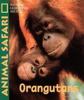 Board book Animal Safari - Orangatans Book