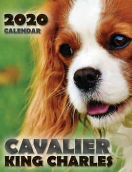 Paperback Cavalier King Charles 2020 Calendar Book
