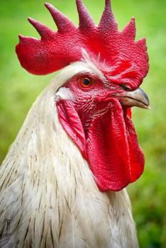 Paperback Rooster: 150 Lined Journal Pages / Diary / Notebook Featuring a Radiant Rooster on the Cover Book