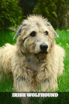 Irish Wolfhound: Complete breed guide