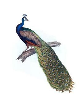 Paperback Indian Peacock Composition Notebook Book