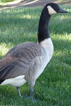 Canadian Goose Journal