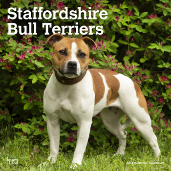 Calendar Staffordshire Bull Terriers 2024 Square Book