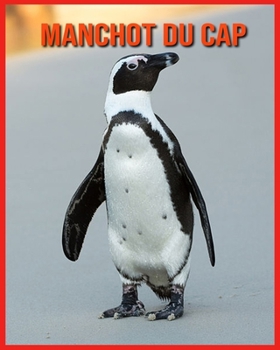 Manchot du Cap: Informations Amusantes & Belles Images