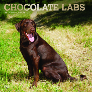 Calendar Labrador Retrievers, Chocolate 2023 Square Foil Book
