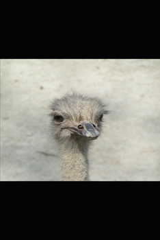 Paperback Magicae Book Four: The Plague of the Cursed Book