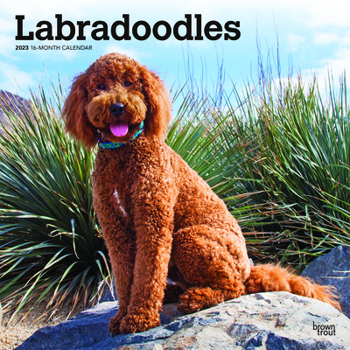 Calendar Labradoodles 2023 Square Book