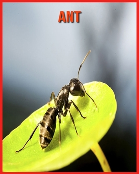 Paperback Ant: Learn About Ant and Enjoy Colorful Pictures Book