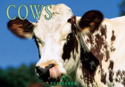 Card Book Cows Book