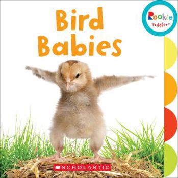 Board book Bird Babies (Rookie Toddler) Book