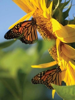 Hardcover Butterfly Sunflower Blank Journal Book