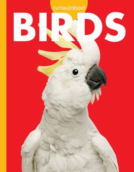 Paperback Curious about Birds Book