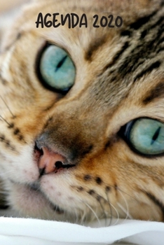 Agenda 2020: Hebdomadaire 1 Semaine par page Format A5 | Janvier 2020 à Décembre 2020 | Planificateur Organiseur Semainier avec Calendrier et Carnet ... Pour les Amoureux des Chats (French Edition)
