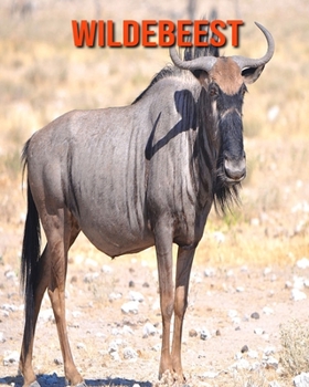 Paperback Wildebeest: Fun Learning Facts About Wildebeest Book