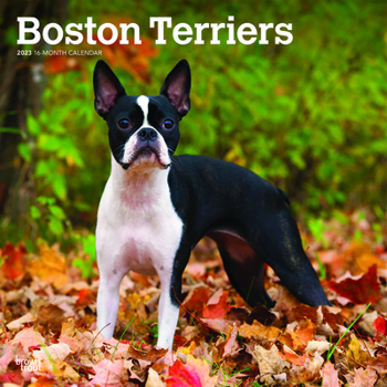 Calendar Boston Terriers 2023 Square Book