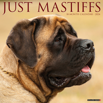 Calendar Just Mastiffs 2024 12 X 12 Wall Calendar Book