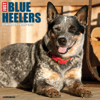 Calendar Just Blue Heelers 2025 12 X 12 Wall Calendar Book