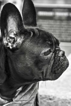 Boston Terrier Hoodie Journal