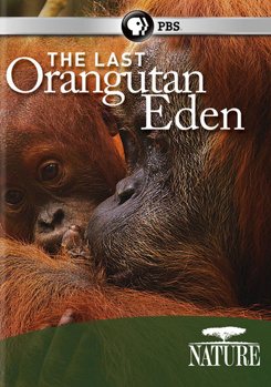 DVD Nature: The Last Orangutan Eden Book
