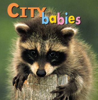 Board book City Babies Book