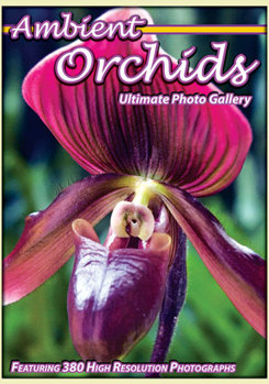 DVD Ambient Orchids: Ultimate Photo Gallery Book
