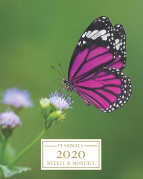 Paperback 2020: Weekly and Monthly Planner/Calendar Jan 2020 - Dec 2020 Purple Butterfly Book