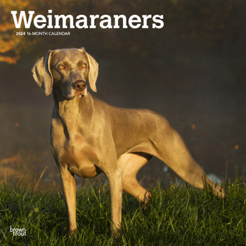Calendar Weimaraners 2024 Square Book