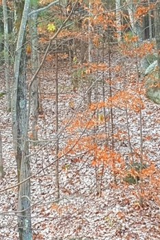 Paperback 2020 Daily Planner Late Fall Woods Bare Tree Branches 388 Pages: 2020 Planners Calendars Organizers Datebooks Appointment Books Agendas Book