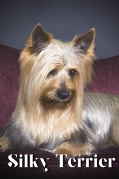 Silky Terrier Dog Breed Information and Pictures