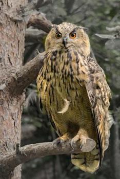 Paperback eagle owl Book