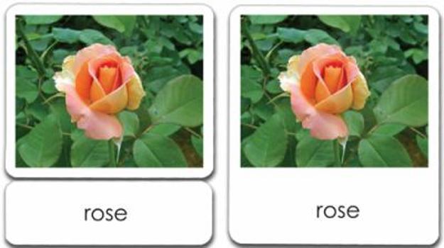 Garden Flowers 3-Part Reading Cards