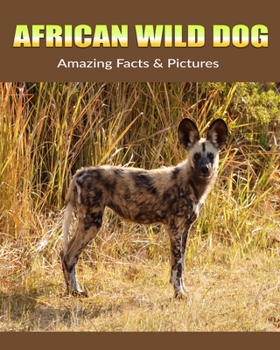 African Wild Dog: Amazing Facts & Pictures