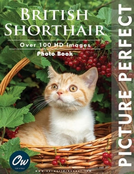 Paperback British Shorthair: Picture Perfect Photo Book