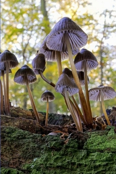 Journal: Mushroom Forest