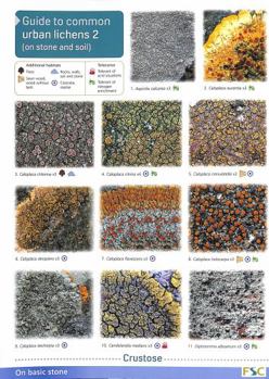 Paperback Guide to Common Urban Lichens: On Stones and Soil Pt. 2 Book